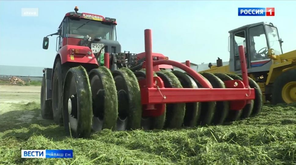 Республикӑри хуҫалӑхсенче выльӑх апачӗ хатӗрлеҫҫӗ 