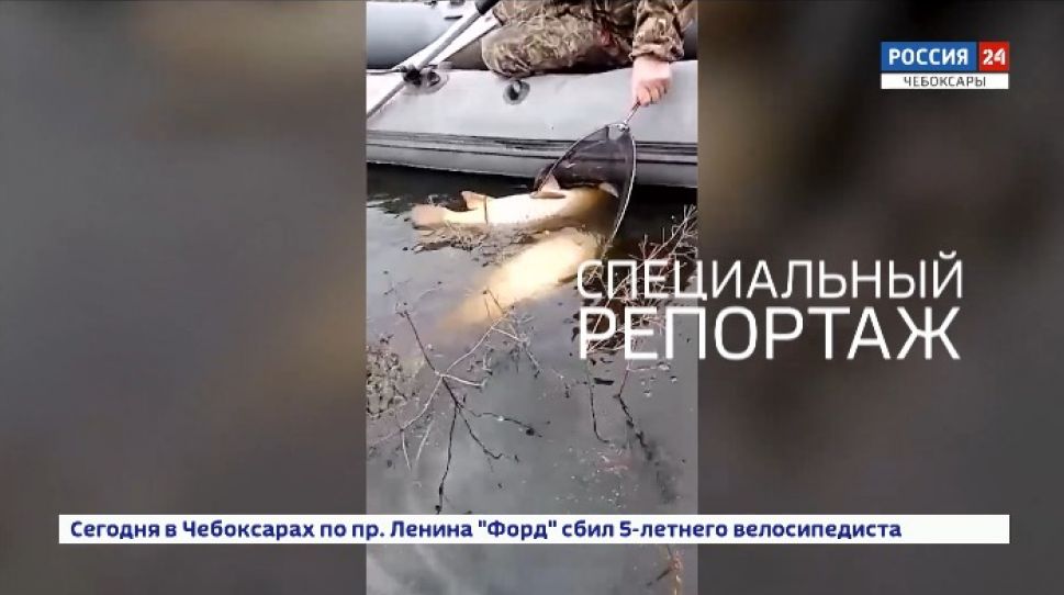 Навоз - это удобрение или опасные отходы? 