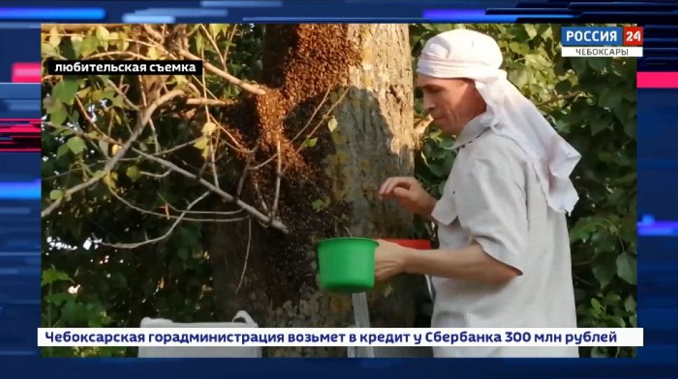 Пчелы облюбовали улицу в Юго-Западном районе Чебоксар