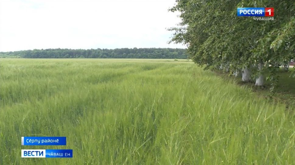 Республикӑра йӳҫек ҫӗрсене акшар ҫӑнӑхӗпе пуянлатаҫҫӗ