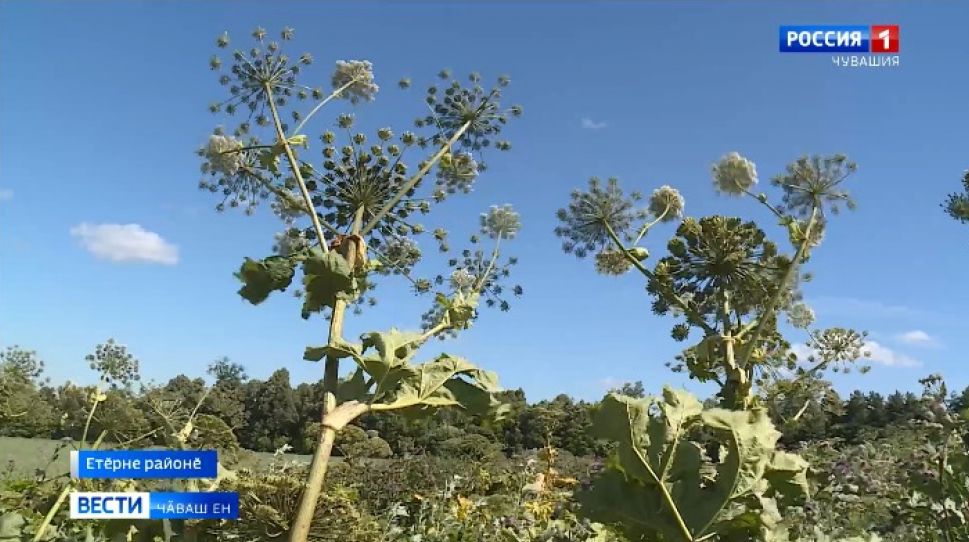 Пултӑрана хирӗҫ кӗрешме Чӑваш Енре комплекслӑ программа хатӗрлеме йышӑннӑ 
