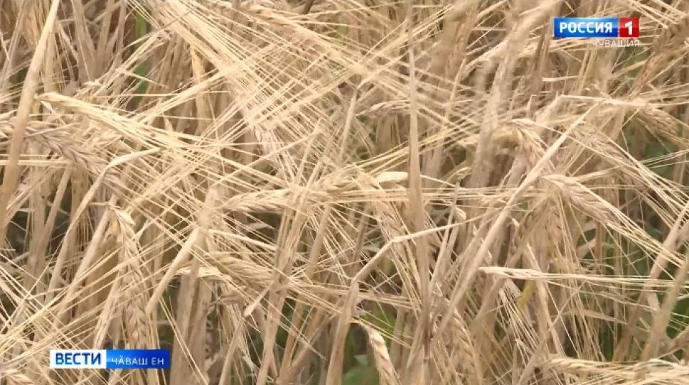 Ӗҫлес текенсене "Агростартап" проект пулӑшать 