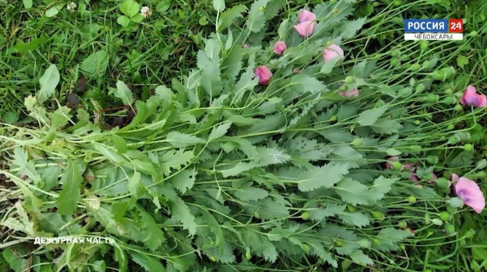 Полкилограмма маковой соломы изъяли полицейские у жителя Моргаушского района