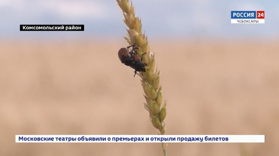 Сельхозугодья Чувашии облюбовали жуки-экзоты