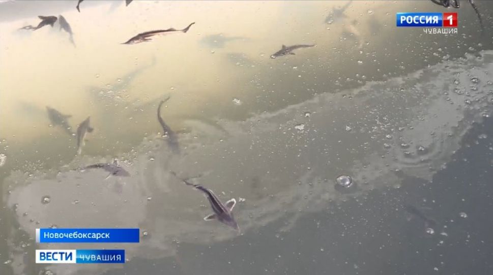 В Волгу выпустили 40 тысяч мальков стерляди