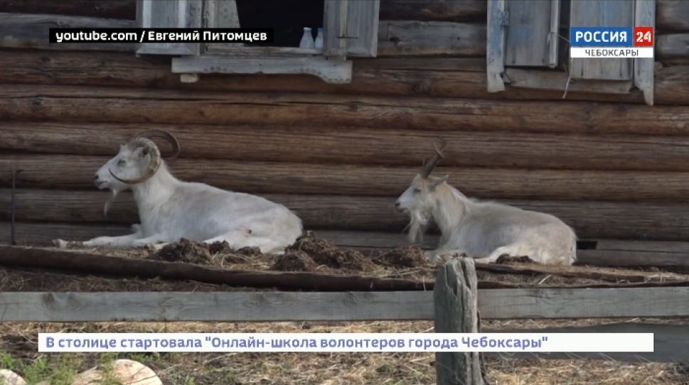 В Канашском районе жители жалуются на разлагающиеся трупы коз