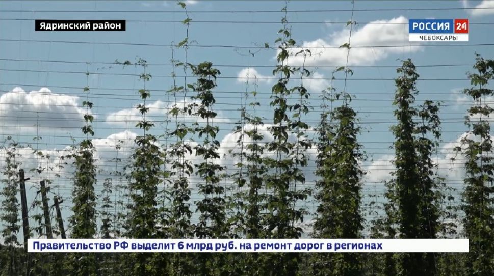 В Чувашии расширяют площади под «зеленое золото»