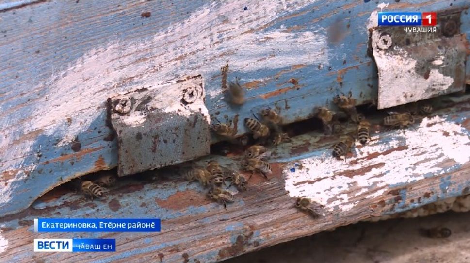 Ҫут ҫанталӑкпа килӗштерсе пурӑнаҫҫӗ  
