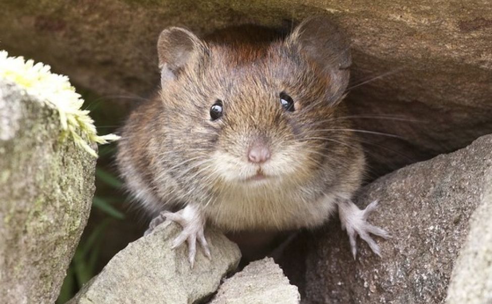 В Чувашии заболеваемость мышиной лихорадкой выросла почти в 3 раза