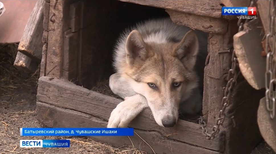 Житель Батыревского района живет с волками