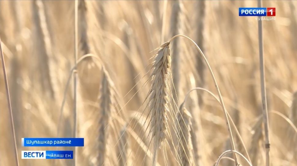 Чӑваш Енри сӑнав лаптӑкӗсенче ҫӗр ытла тыр-пул тӗсне ҫитӗнтереҫҫӗ