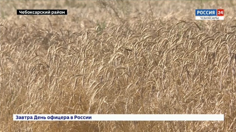 В Чувашии проходят испытания тритикале