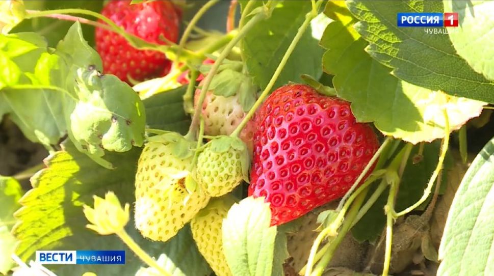 В Чувашии планируют создать клубничный кооператив