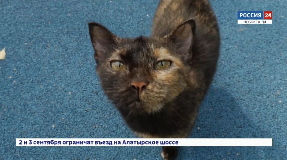 В Чебоксарах открылась уникальная интерактивная площадка