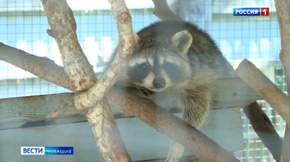 Чебоксарская ГЭС помогает подготовиться к зиме зоопарку Ельниковской рощи