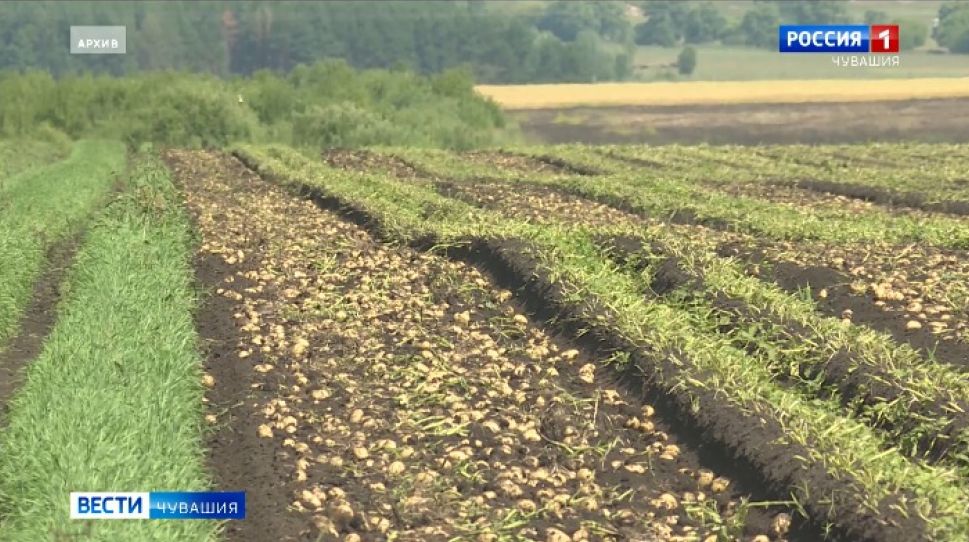 В Чувашии снизилась урожайность картофеля