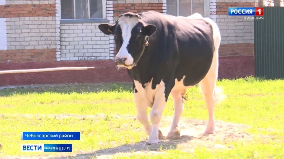 В АО "Чувашское" по племенной работе продемонстрировали лучших породистых быков-производителей
