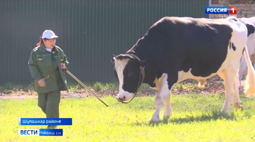 "Чувашское" пӗрлешӳре ӑратлӑ вӑкӑрсен куравӗ иртрӗ
