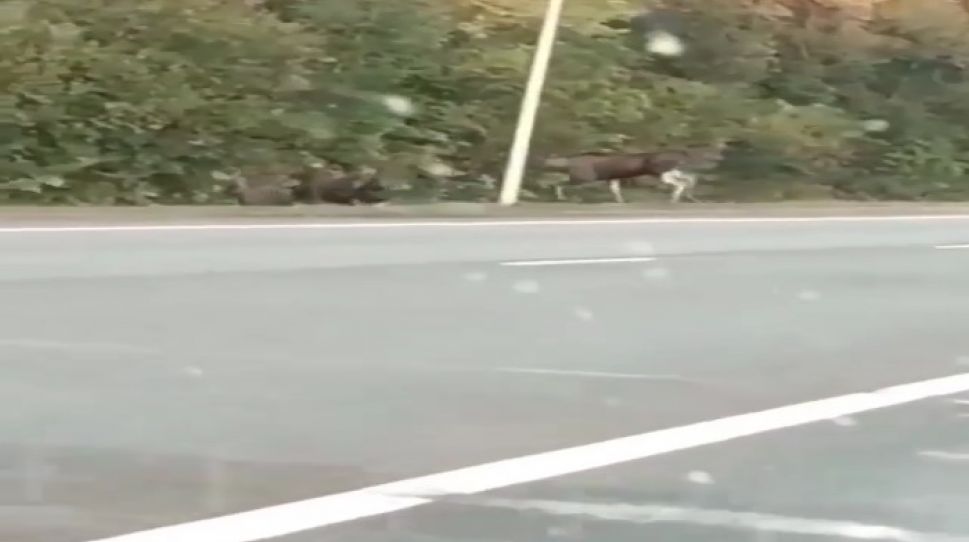 В Чувашии по дорогам лоси разгуливают стадами