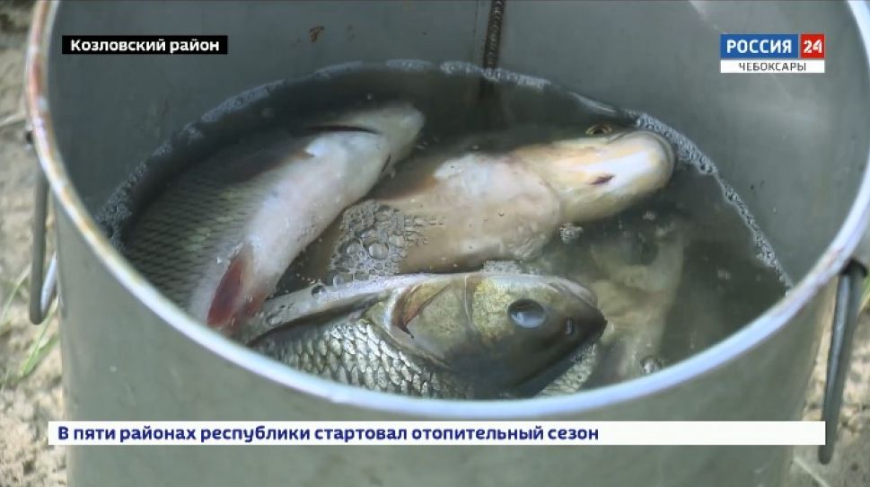Рыбу, выловленную в Чувашии, тщательно проверят на качество и паразитарную чистоту