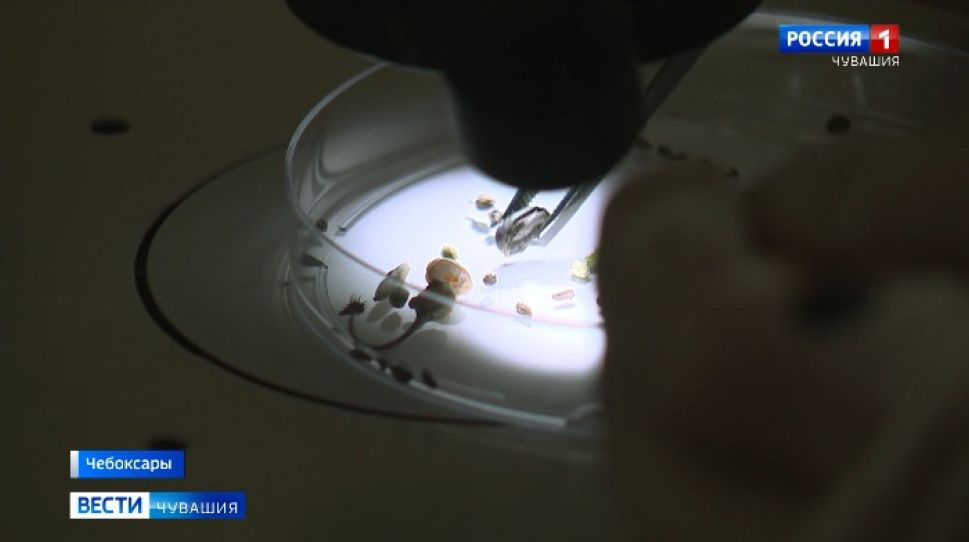 В Чувашии качество урожая проверяют в ветлаборатории