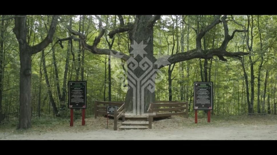 У жителей Чувашии осталась неделя, чтобы проголосовать за старейшину чувашских дубрав