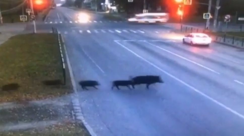 Кабаны устроили променад по чебоксарским улицам