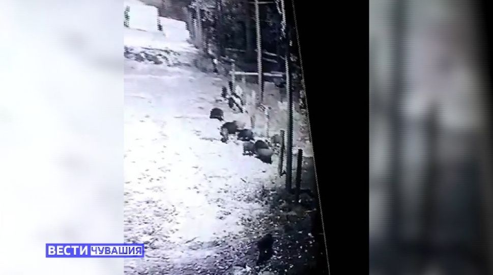 В Чебоксарах снова замечены кабаны, гуляющие по городу
