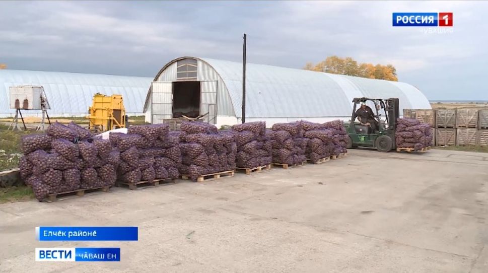 Ҫӗр улмие хамӑр ҫӗршыври регионсене кӑна мар, чикӗ леш енне те ӑсатаҫҫӗ 