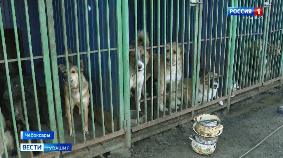 В  Чебоксарах готовят проект по расширению территории пункта передержки бездомных животных 