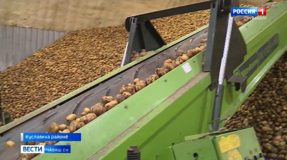 Куславкка районӗнчи Семенов фермер хуҫалӑхӗнче ҫӗр улми кӑларассипе тӑрӑшаҫҫӗ