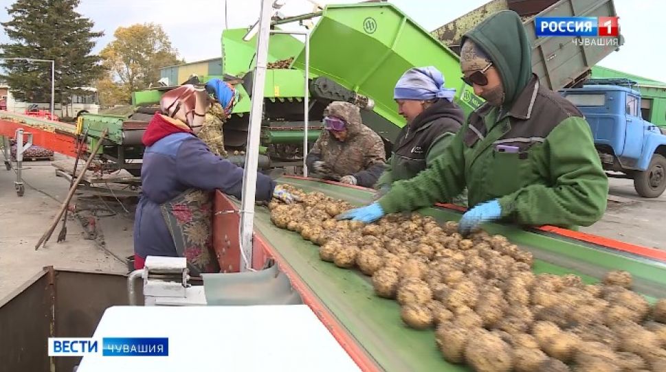 В Чувашии планируют собрать 110 тыс. тонн картофеля