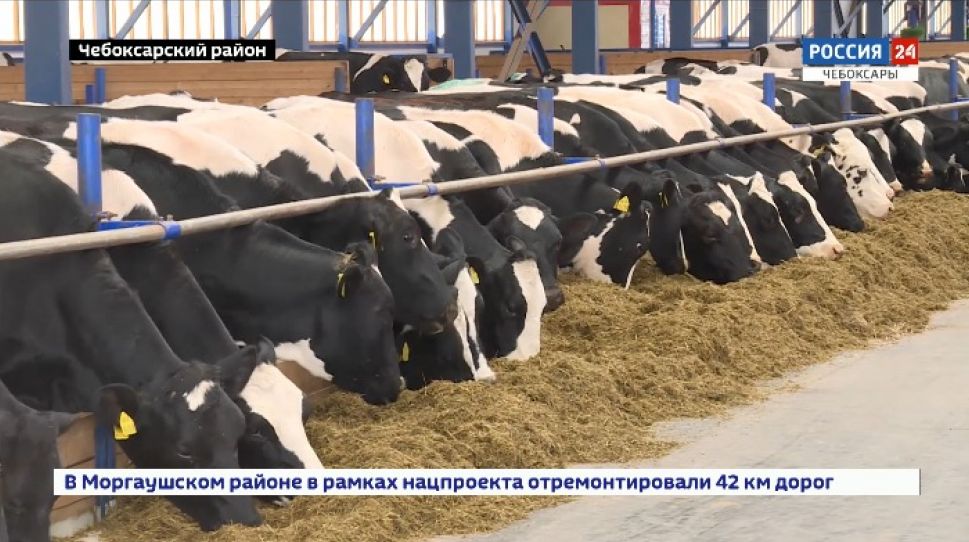 Чувашские молочники поделились опытом на всероссийском форуме