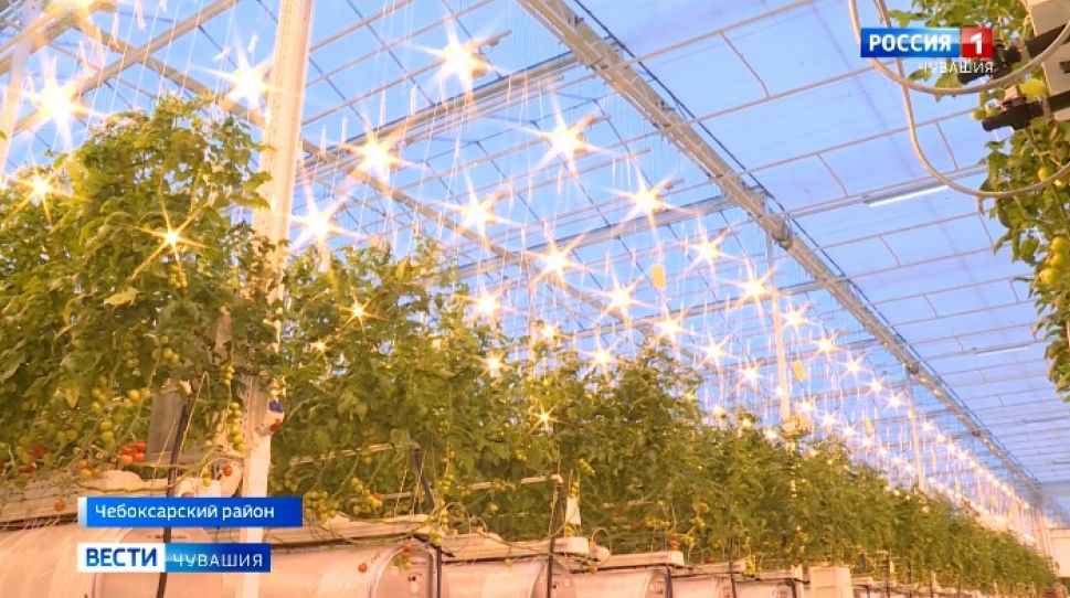 В Чувашии заработал в полную силу крупнейший в республике тепличный комплекс