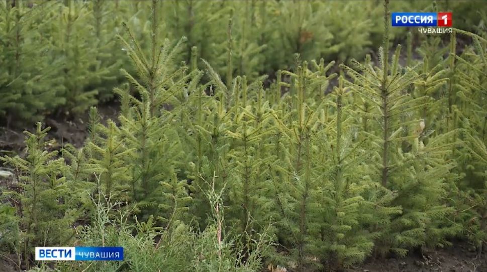 В Чувашии лесовосстановительные работы провели на площади 1000 гектаров