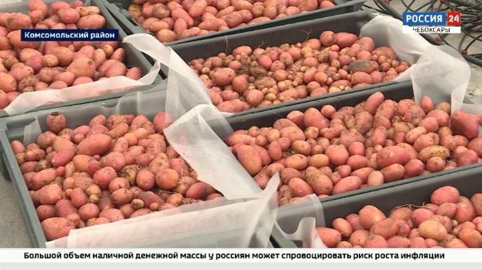 В Чувашии начали выращивать элитные семена картофеля