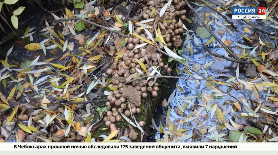 В Чувашии обнаружили загадочный гибрид гриба и животного