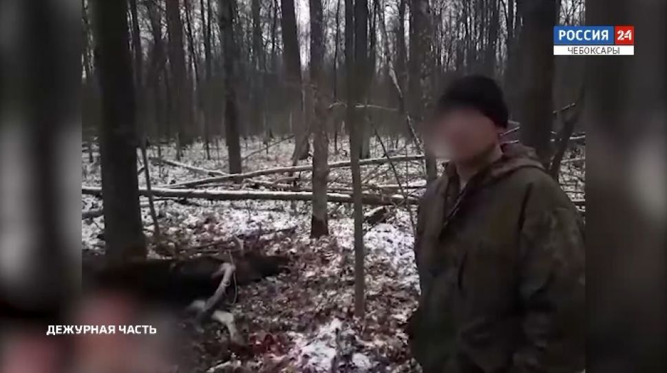 В Ибресинском районе 52-летний браконьер из Вурнарского района застрелил лося