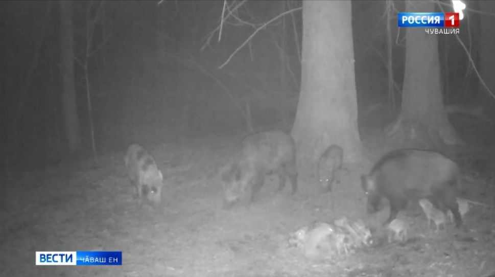 Шупашкара хир сыснисем иленнӗ