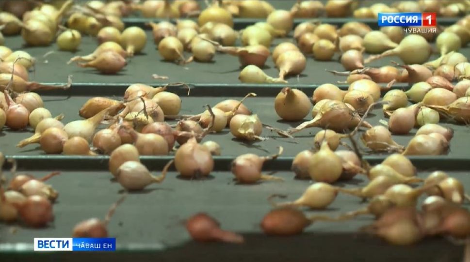 Наградӑсене хуҫисем патне ҫитерчӗҫ