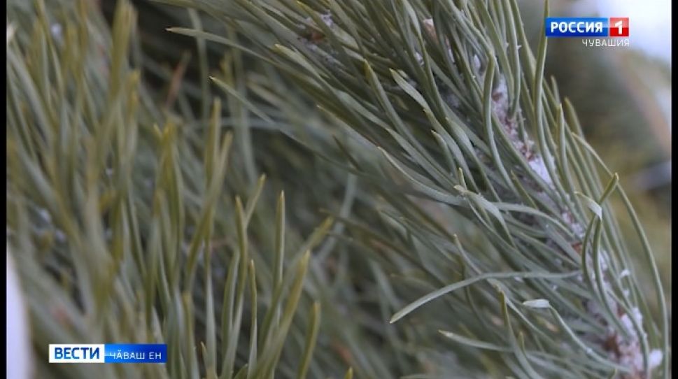 Сӑтӑр кӳресрен сыхӑ тӑраҫҫӗ