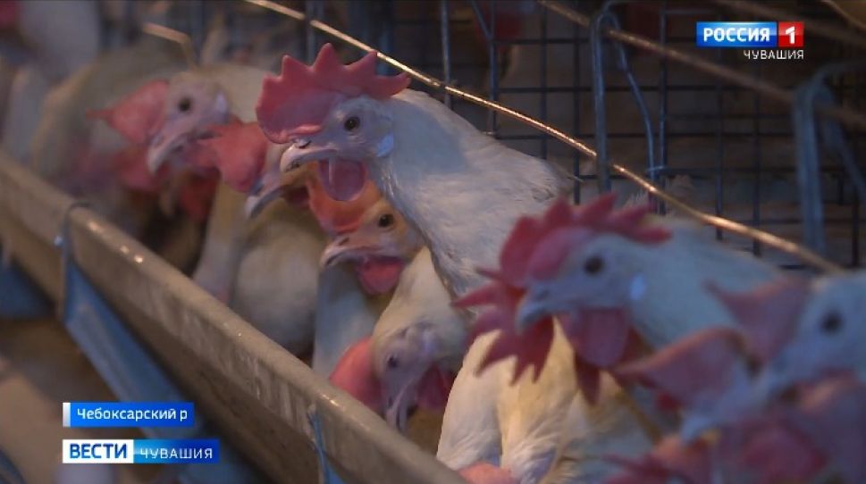 Производители продуктов объяснили рост цен в Чувашии