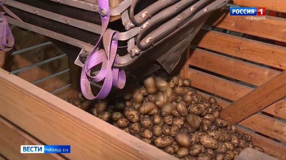 Чӑваш ҫимӗҫне чикӗ леш енче те кӑмӑллаҫҫӗ