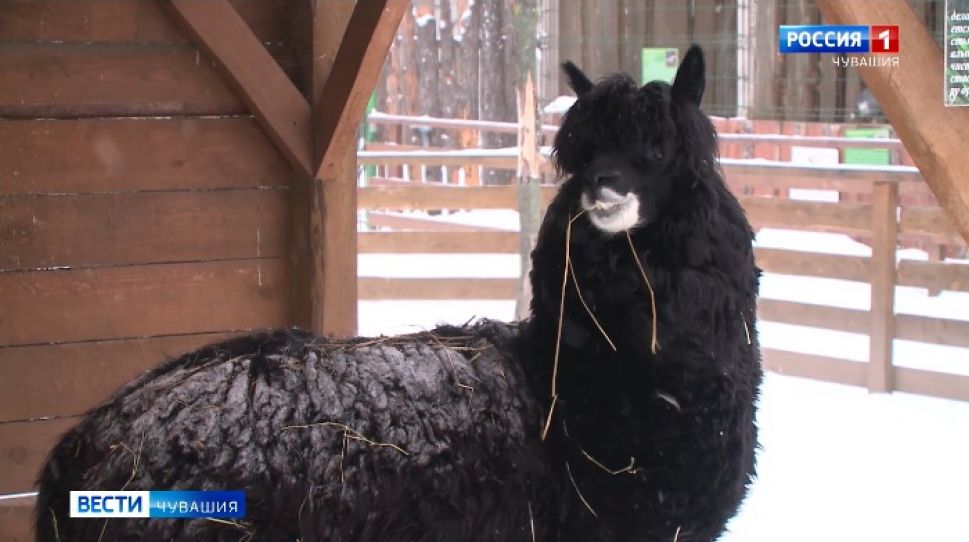 На кого можно посмотреть в чебоксарском зооуголке зимой
