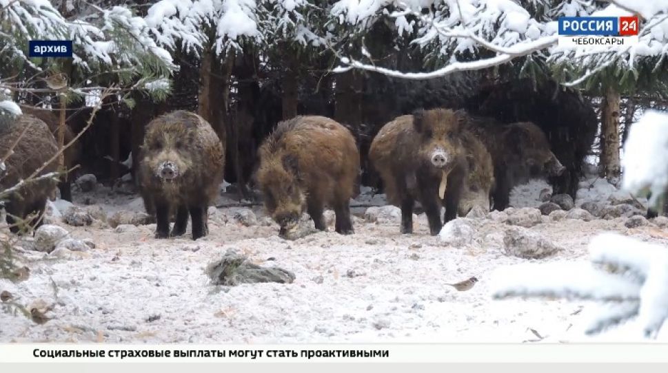 Популяция диких кабанов в Чувашии превышает норму в 2 раза