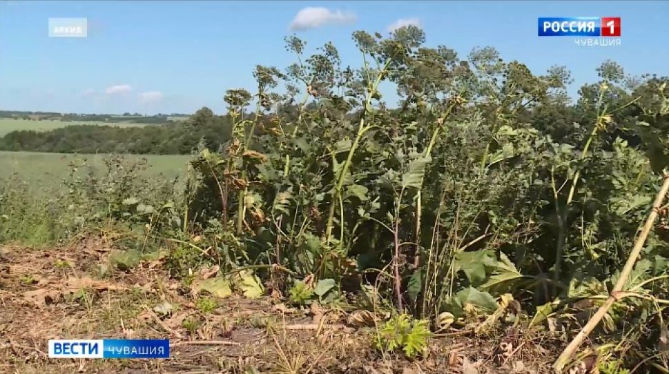 В Чувашии организуют спецбригады для борьбы с борщевиком