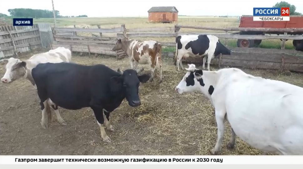 Более 33 тысяч частных подворий получили субсидии на содержание коров