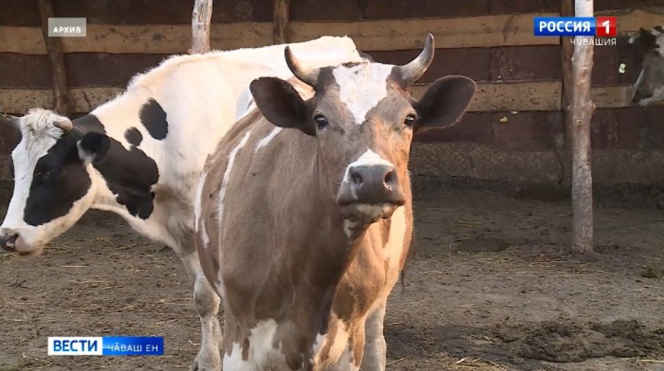 Субсиди илнисенчен отчет кӗтеҫҫӗ