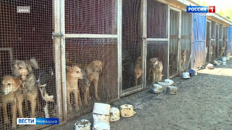 Четыре межмуниципальных приюта для животных собираются построить в Чувашии
