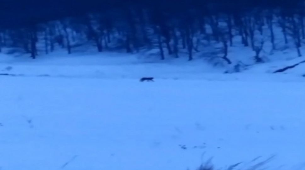 В Козловском районе заметили дикую рысь